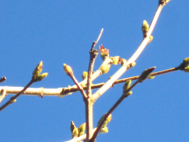 Deep blue sky and buds out - is Spring coming?