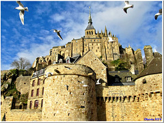 Hungry seagulls over Mont Saint Michel