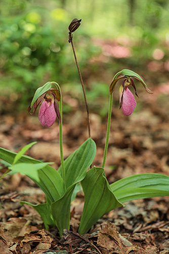 Cypripedium acaule (Pink Lady's-slipper orchid)