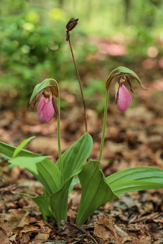 Cypripedium acaule (Pink Lady's-slipper orchid)