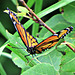 Viceroy (Limenitis archippus) No. 2 same day