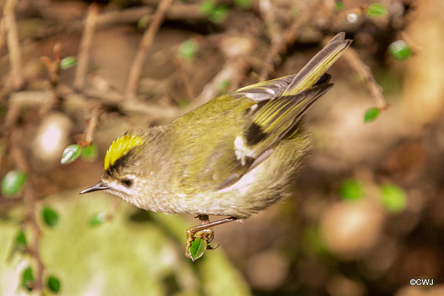 The Goldcrest family are back in residence