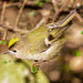 The Goldcrest family are back in residence