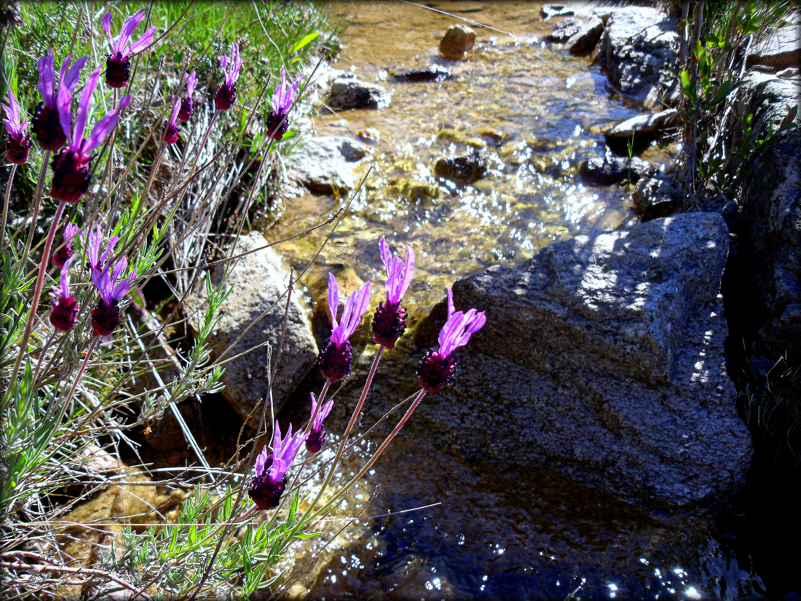 Wild lavender and mountain stream