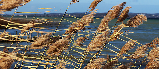 Südwestwind