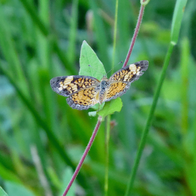 Pearl crescent butterfly