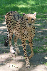 Cheetah