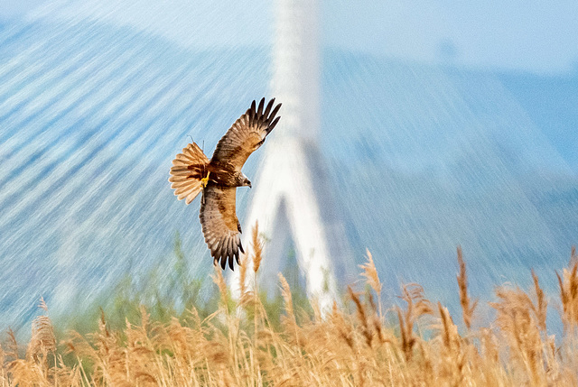 Marsh harrier