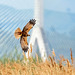 Marsh harrier