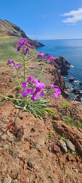 Ponta de São Lourenço