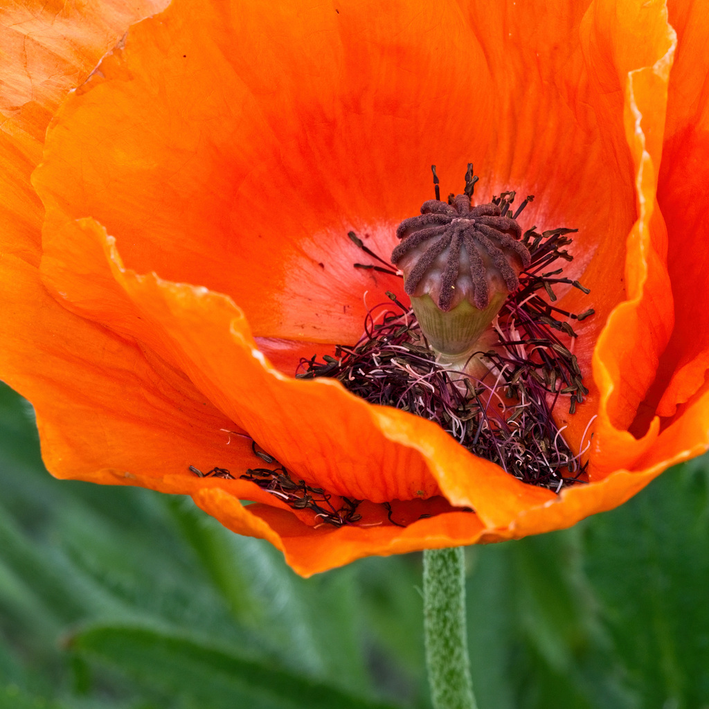 Inside a Giant Poppy