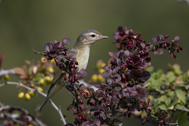 Warbling Vireo