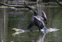 Kormoran