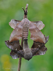 Mating Poplar Hawk Moths (Laothoe populi)