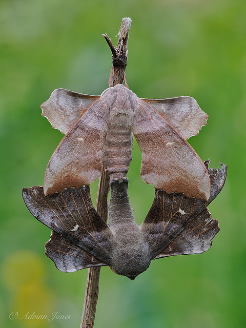 Mating Poplar Hawk Moths (Laothoe populi)