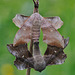 Mating Poplar Hawk Moths (Laothoe populi)