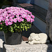 A pot of flowers