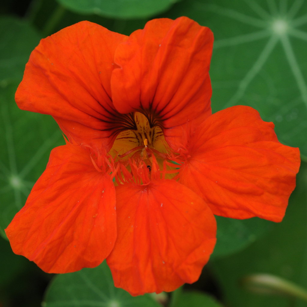 Nasturtium (Kapuzinerkresse)