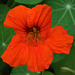 Nasturtium (Kapuzinerkresse)