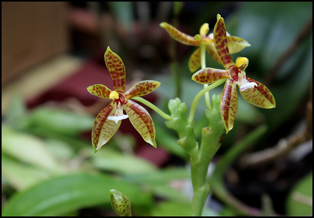 Phalaenopsis cornu-servi (2)