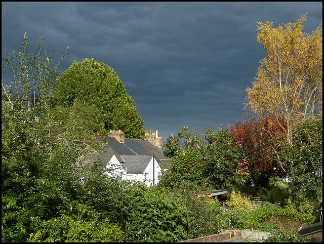 sunlit trees in a dark grey sky