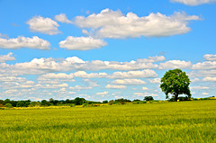 Gnosall fields