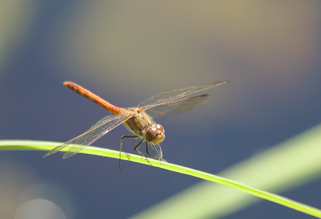 EF7A8651Dragonfly