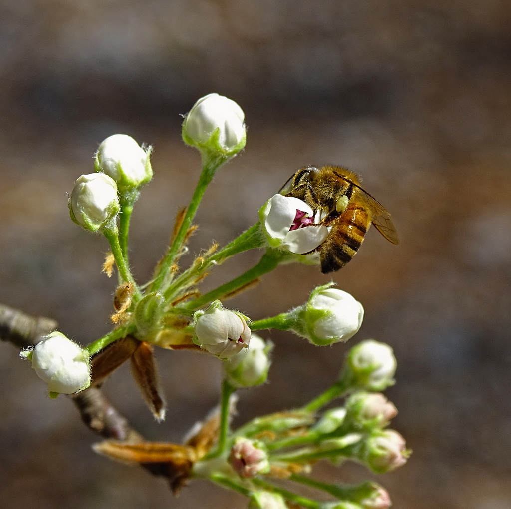 Bradford Pear blossoms