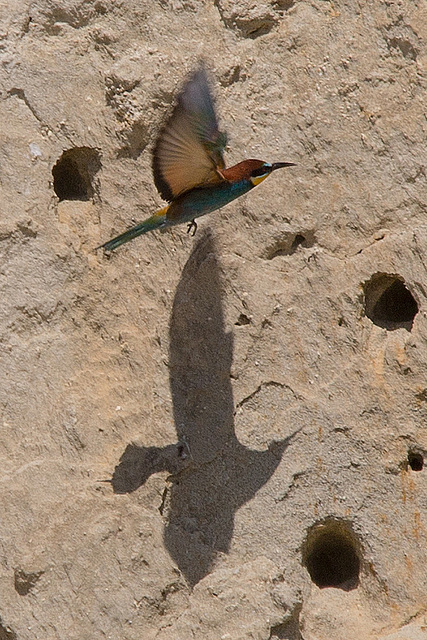 20170516 2917VRTw [A[ Bienenfresser (Merops apiaster), Neusiedler See, [Oslib-Rust]