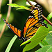 Viceroy (Limenitis archippus) No. 1 same day