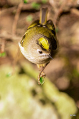 The Goldcrest family are back in residence