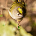 The Goldcrest family are back in residence