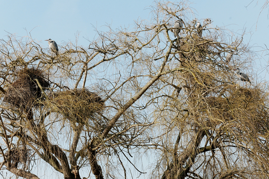 Habitat collectif