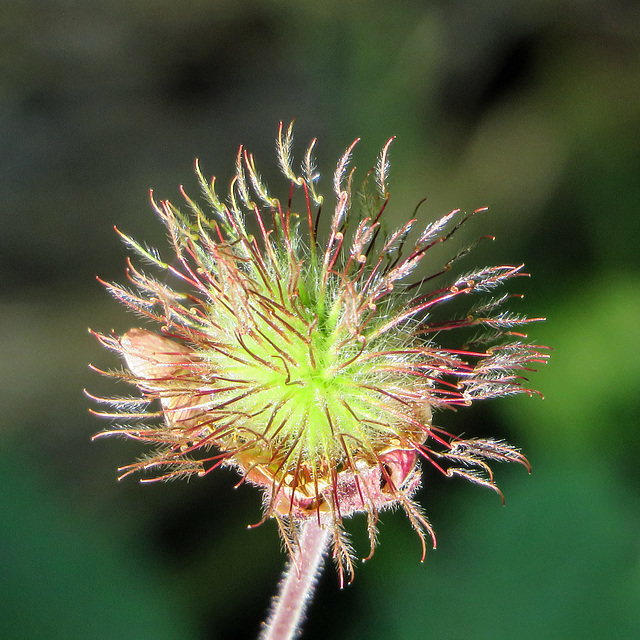 Purple/Water Avens seedhead