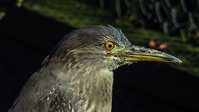 20200312 6633CPw [D~BI] Nachtreiher [JV], Tierpark Olderdissen, Bielefeld