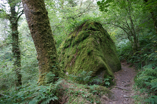 Becky Falls Ancient Woodland Park