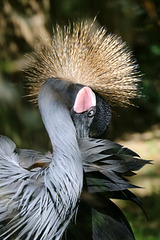 African Crowned Crane