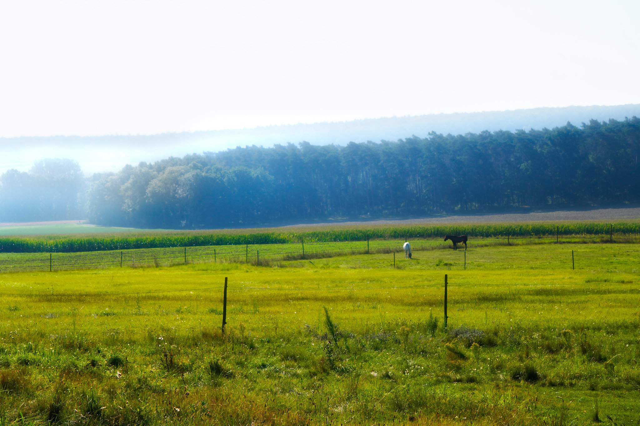 Die ersten Herbstnebel - The first autumn mists