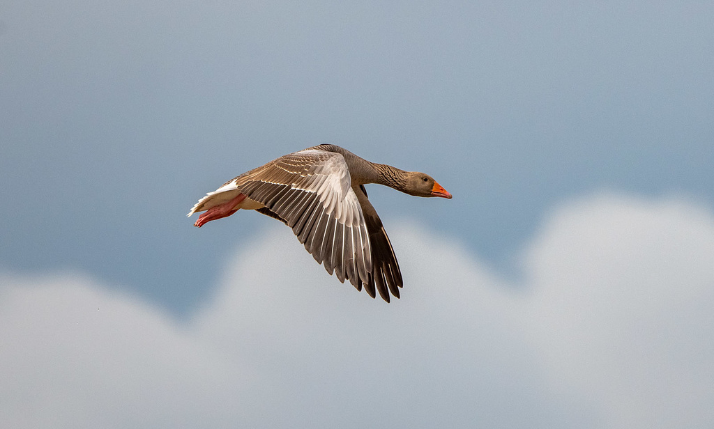 Greylag goose