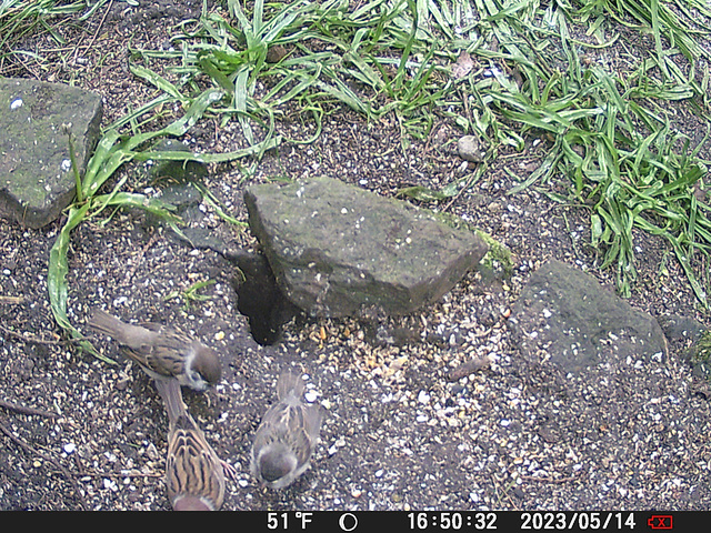 gct[2] - tree sparrow