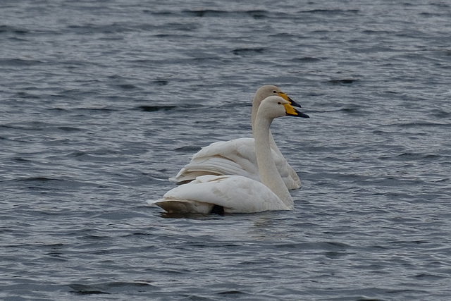 Whooper Swans