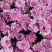 Burst of mums