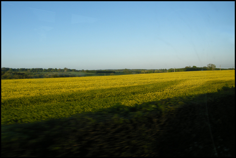 evening rape field