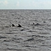 Scheinswale auf Backbord