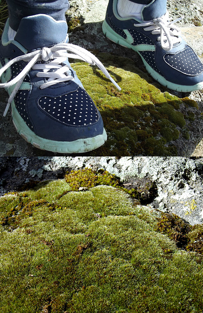 Feet on moss