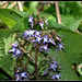 Trachystemon (1)