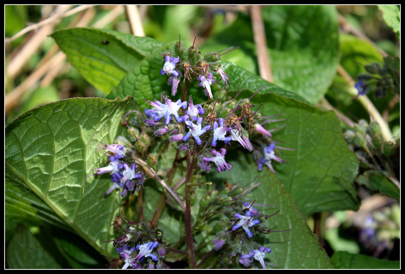 Trachystemon (1)