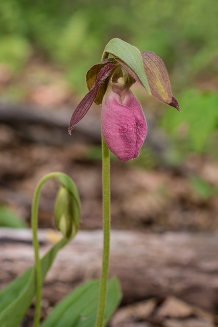 Cypripedium acaule (Pink Lady's-slipper orchid)