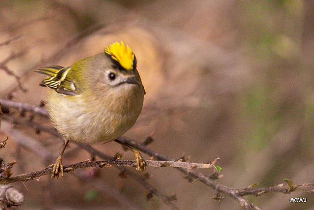 The Goldcrest family are back in residence