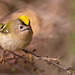 The Goldcrest family are back in residence